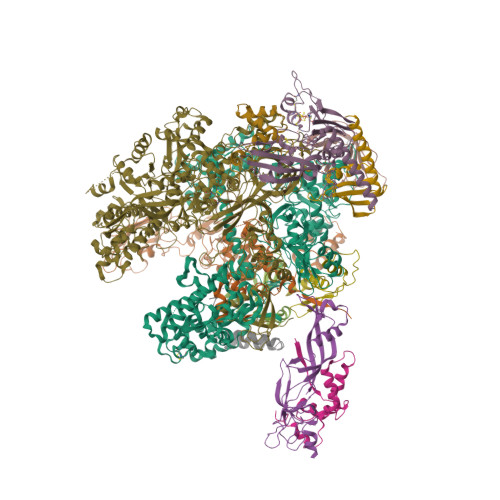 RCSB PDB - 2WAQ: The complete structure of the archaeal 13-subunit