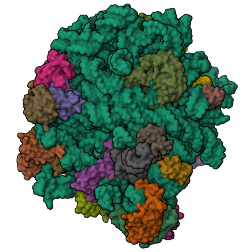 RCSB PDB - 30QZ: E. coli 50S ribosome with peptidyl-tRNA and Hsp15