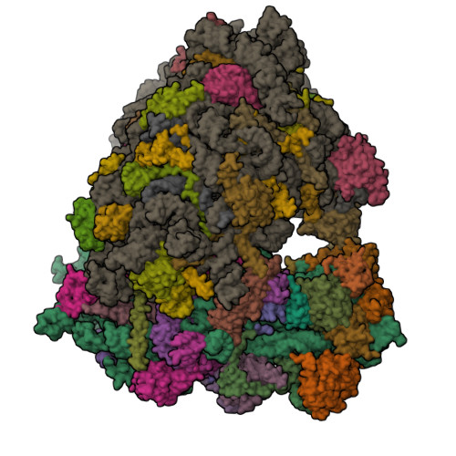 Structure 31FX