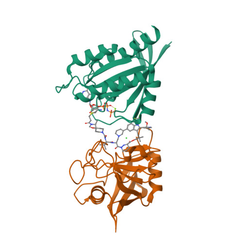 kazuページ RCSB PDB - 36OK: Tri-complex of RMC-8839, KRAS G13C, and CypA