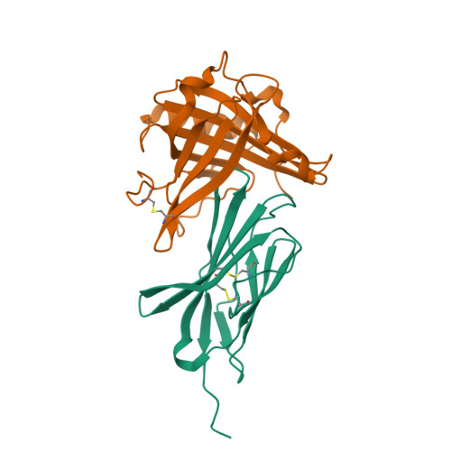 RCSB PDB - 3BX7: Engineered Human Lipocalin 2 (LCN2) in Complex with the  Extracellular Domain of Human CTLA-4