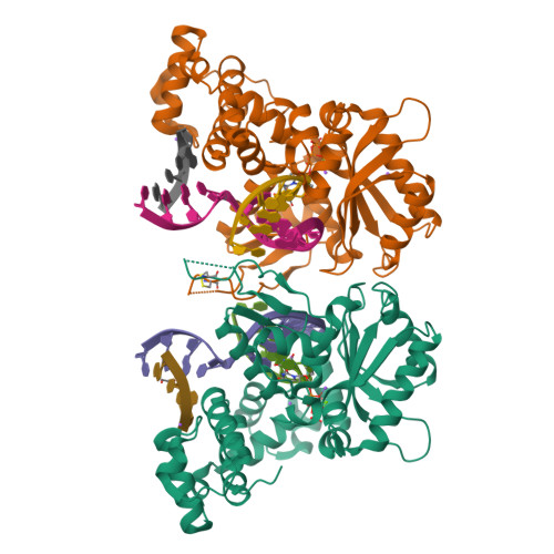 RCSB PDB - 3C5G: Structure of a ternary complex of the R517K Pol 