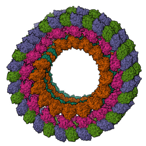 RCSB PDB - 3EDL: Kinesin13-Microtubule Ring complex