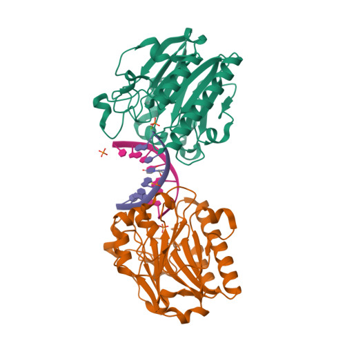 RCSB PDB - 3G4T: Mth0212 (WT) in complex with a 7bp dsDNA