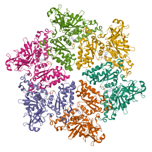 RCSB PDB - 3HU1: Structure of p97 N-D1 R95G mutant in complex with ATPgS