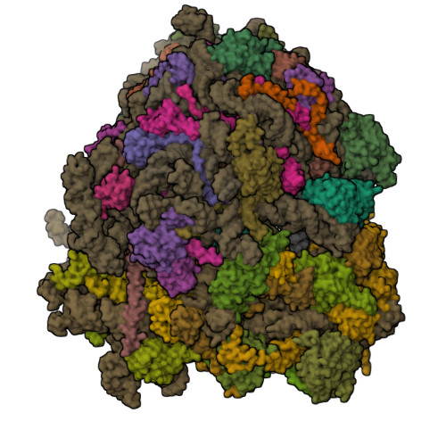 RCSB PDB - 3J77: Structures of yeast 80S ribosome-tRNA