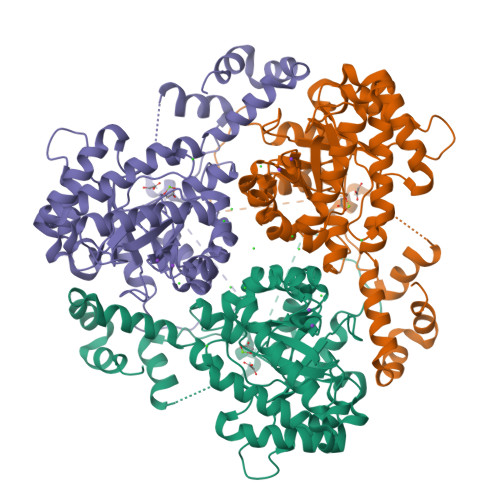 RCSB PDB - 3OYX: Haloferax volcanii Malate Synthase
