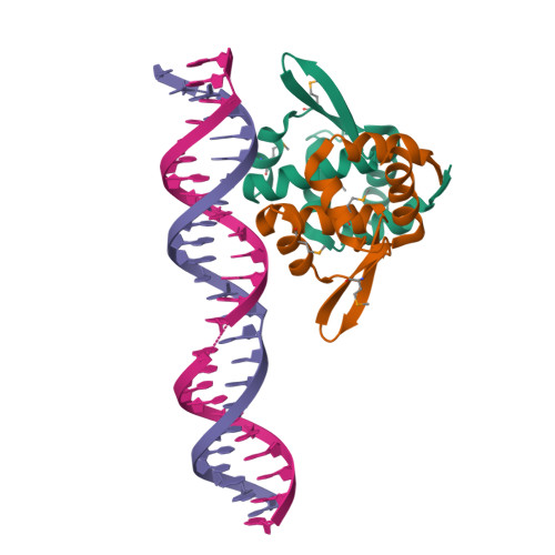 RCSB PDB - 4ASO: TubR bound to 24 bp of tubC from Bacillus ...