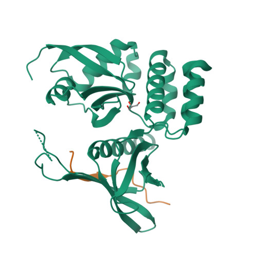 P-selectin structure