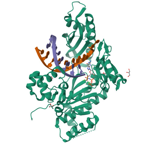 Rcsb Pdb - 4j9l: Human Dna Polymerase Eta-dna Ternary Complex 