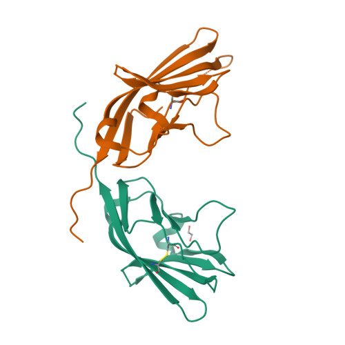 Rcsb Pdb Jjh Crystal Structure Of The D Domain From Human Nectin Extracellular Fragment