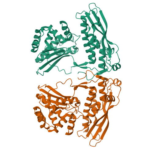DNA-directed RNA polymerase subunit beta structure