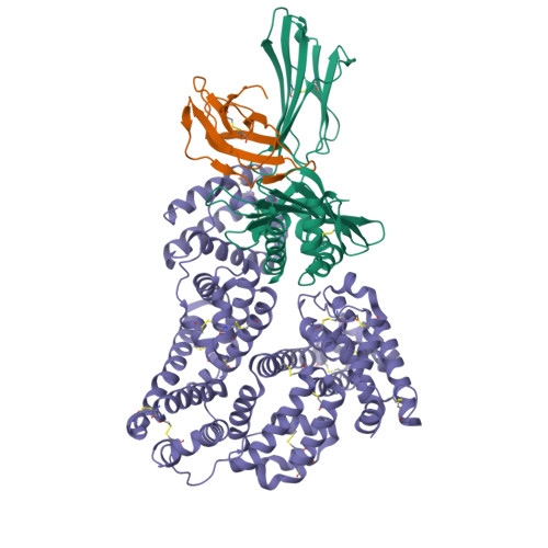 NEUROSCIENCE 第5版 リング製本版 Spatiotemporal Expression of Repulsive Guidance Molecules