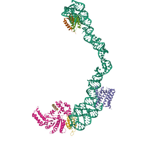 Rcsb Pdb Ue Structural Basis For Targeting And Elongation Arrest Of Bacillus Signal