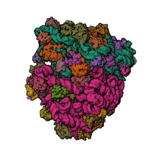 RCSB PDB - 4V4Z: 70S Thermus thermophilous ribosome functional 
