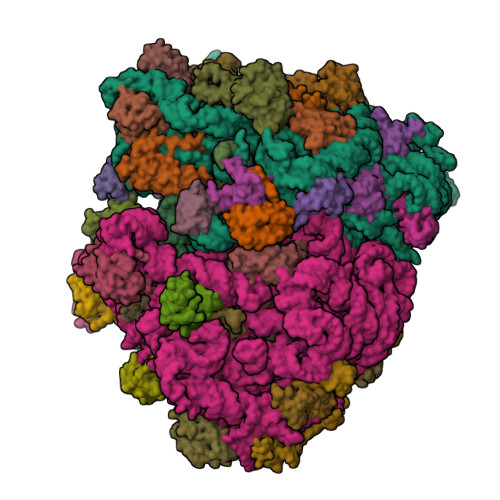 RCSB PDB - 4V4Z: 70S Thermus thermophilous ribosome functional 