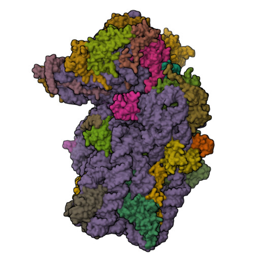 RCSB PDB - 4V5O: CRYSTAL STRUCTURE OF THE EUKARYOTIC 40S RIBOSOMAL ...