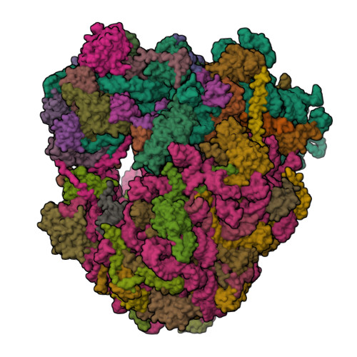 RCSB PDB 4V88 The structure of the eukaryotic ribosome at 3.0 A