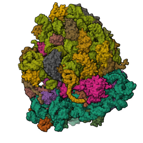 RCSB PDB - 4V8U: Crystal Structure of 70S Ribosome with Both Cognate ...