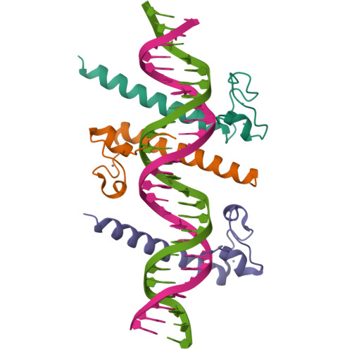 RCSB PDB - 4YJ0: Crystal structure of the DM domain of human DMRT1 bound to  25mer target DNA