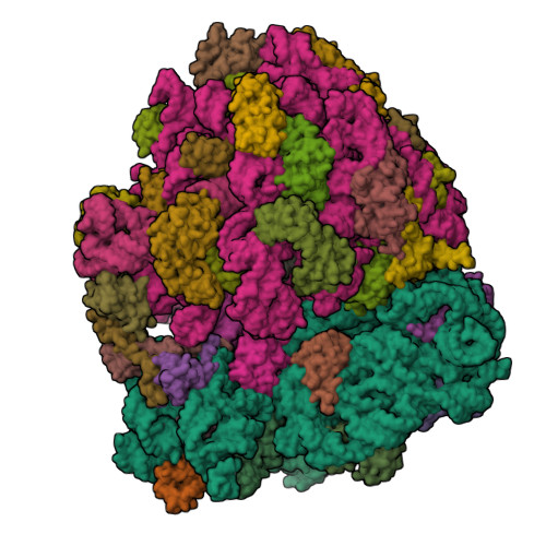 RCSB PDB - 4YZV: Precleavage 70S structure of the P. vulgaris HigB