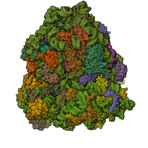 RCSB PDB - 5AJ0: Cryo electron microscopy of actively