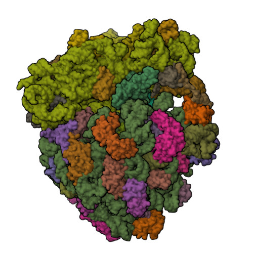 RCSB PDB - 5DFE: 70S termination complex containing E. coli RF2