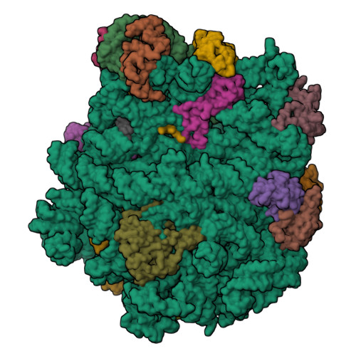 RCSB PDB - 5HKV: The crystal structure of the large ribosomal subunit of  Staphylococcus aureus in complex with lincomycin