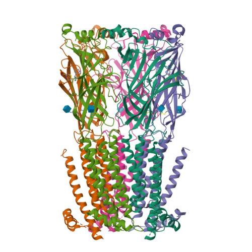 nicotinic acetylcholine receptor