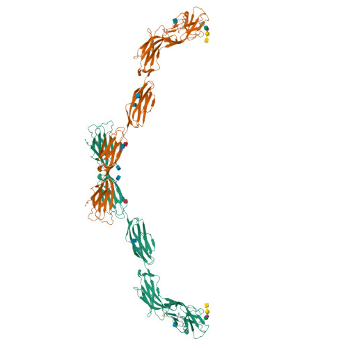 Myelin-associated glycoprotein structure