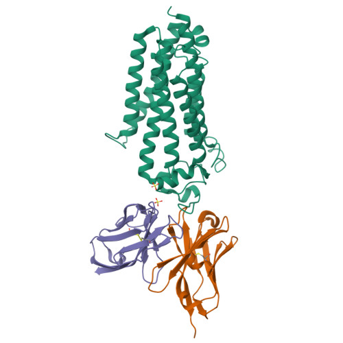 Adiponectin receptor protein 1 structure