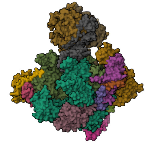 Rrn3 RCSB PDB - 5N5Y: Cryo-EM structure of RNA polymerase I in complex with ...