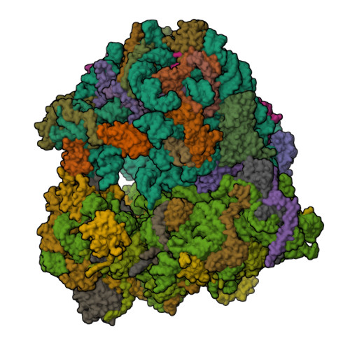 RCSB PDB - 5NDV: Crystal structure of Paromomycin bound to the