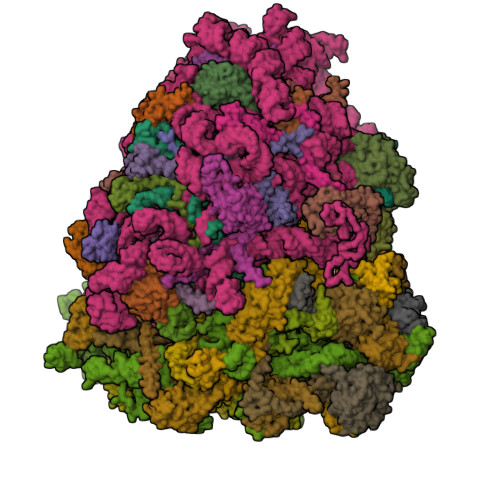 RCSB PDB - 5T2C: CryoEM structure of the human ribosome at 3.6 Angstrom ...