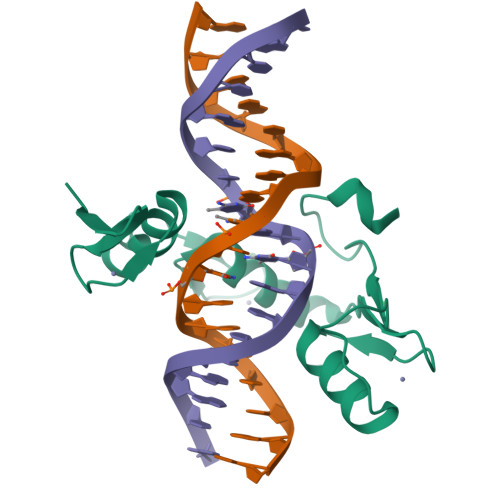 パンフレット D.N.A DNA aptamer targeting zinc transporters ZIP10 and ZIP6 on
