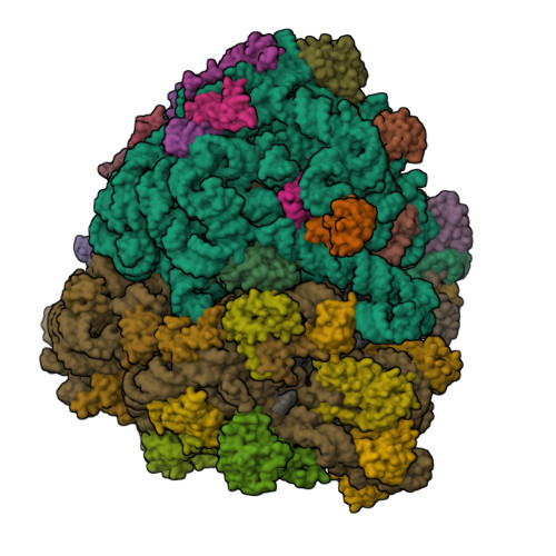 RCSB PDB - 5VPP: The 70S P-site tRNA SufA6 complex