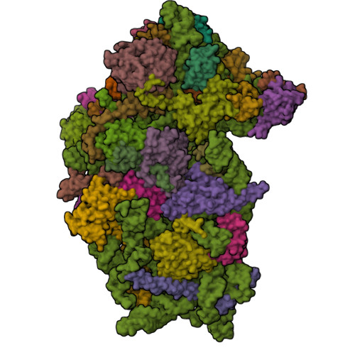 RCSB PDB - 5VYC: Crystal structure of the human 40S