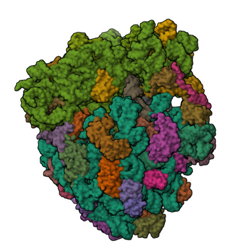 Rcsb Pdb 5wis Crystal Structure Of The Thermus Thermophilus 70s Ribosome In Complex With Methymycin And Bound To Mrna And A P And E Site Trnas At 2 7a Resolution