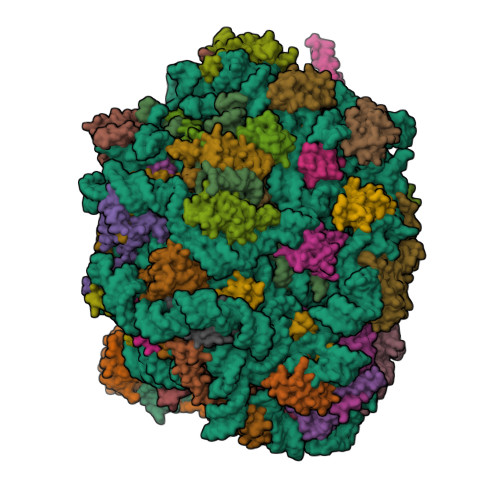 RCSB PDB - 5XXB: Large subunit of Toxoplasma gondii ribosome