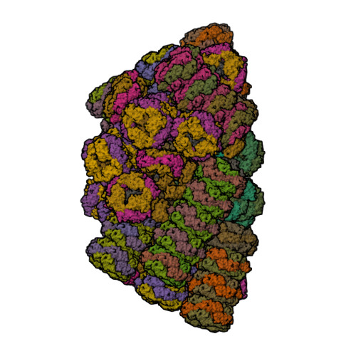 RCSB PDB - 5Y6P: Structure of the phycobilisome from the red alga