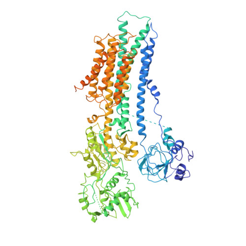 ATP2B1 image