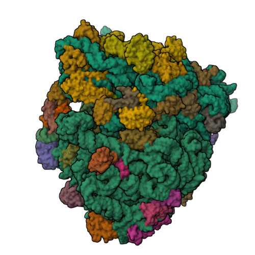 RCSB PDB - 6BOH: Antibiotic blasticidin S and E. coli