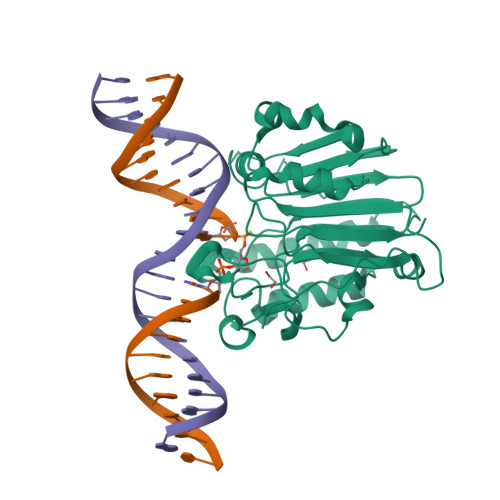 RCSB PDB - 6BOQ: Human APE1 substrate complex with an A/A mismatch