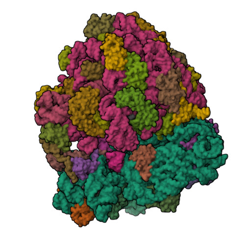 RCSB PDB - 6BZ7: Thermus thermophilus 70S containing 16S