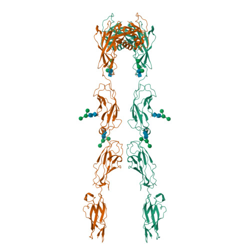 Pcdh15 Structure RCSB PDB - 6C13: CryoEM structure of mouse PCDH15-4EC-LHFPL5 complex