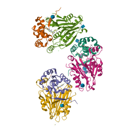 その他 Naaa RCSB PDB - 6DXX: Human N-acylethanolamine-hydrolyzing acid amidase