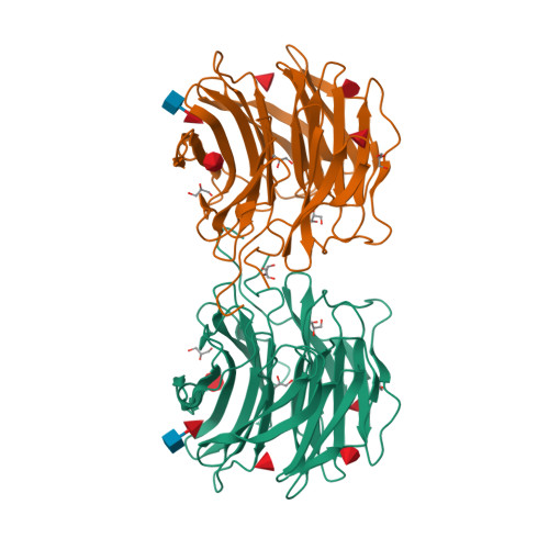 RCSB PDB - 6GKE: Aleuria aurantia lectin AAL N224Q mutant in 