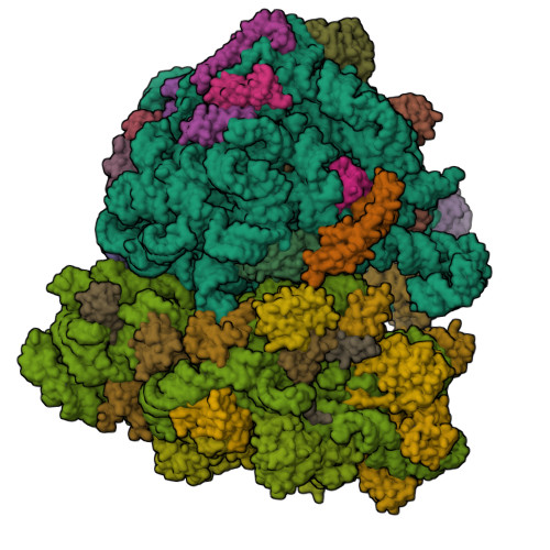 RCSB PDB - 6GXP: Cryo-EM structure of a rotated E. coli 70S ribosome in ...