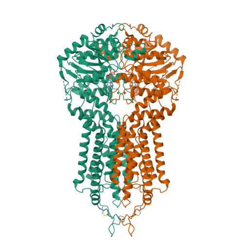 Rcsb Pdb Hzm Cryo Em Structure Of The Abcg E Q Mutant Bound To Atp And Magnesium