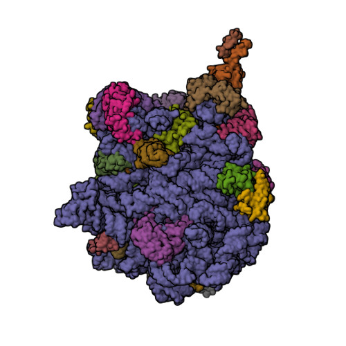 RCSB PDB - 6I0Y: TnaC-stalled ribosome complex with the titin I27 ...